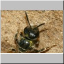 Lasioglossum quadrinotatulum - Furchenbiene 05b 7mm Sandgrube Niedringhaussee det.jpg